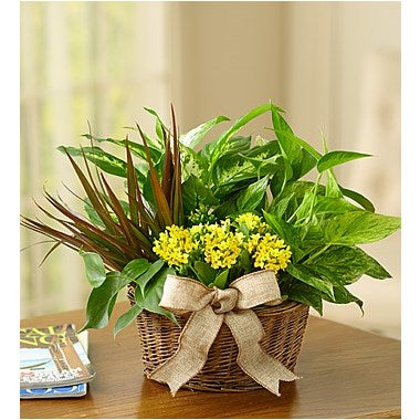 European Dish Garden